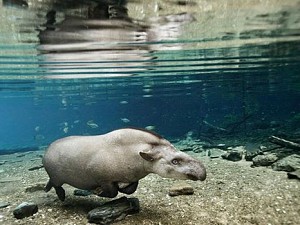 National Geographic exibe registros da fauna do Recanto Ecolgico Rio da Prata